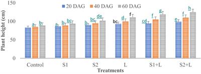 Efficient native strains of rhizobia improved nodulation and productivity of French bean (Phaseolus vulgaris L.) under rainfed condition